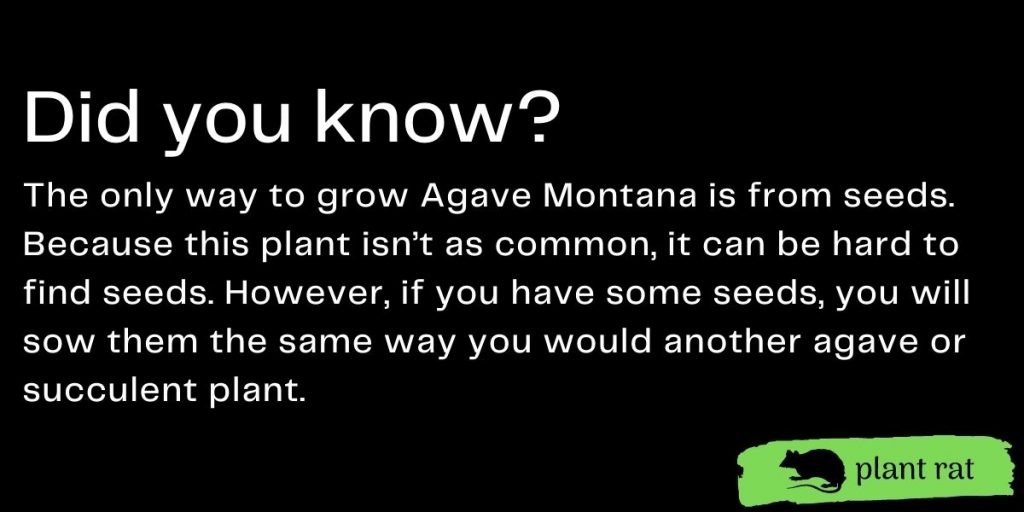 agave montana mini trivia info