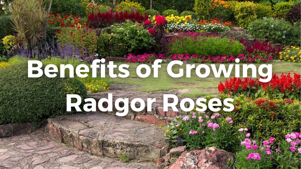 a beautiful flower garden including pink radgor roses