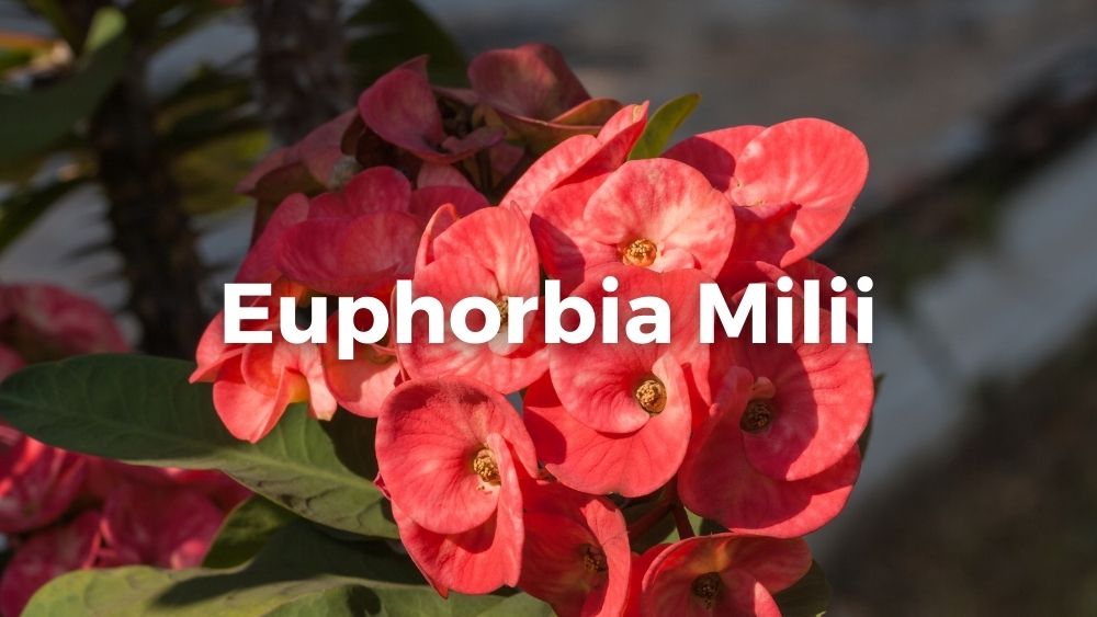 a group of euphorbia milii red flowers