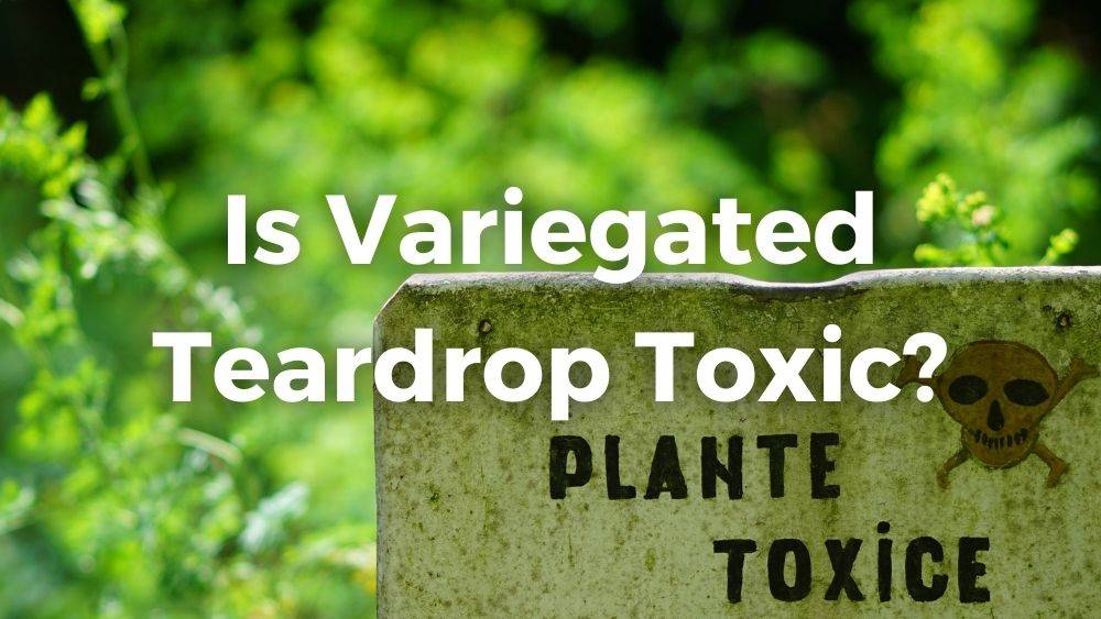 plants with a toxic sign