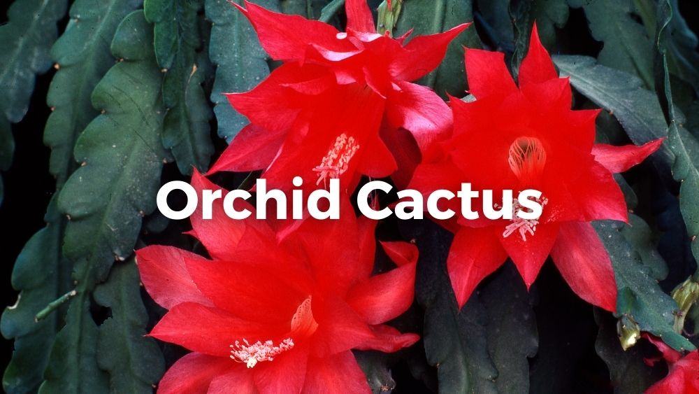 three large flowers of orchid cactus