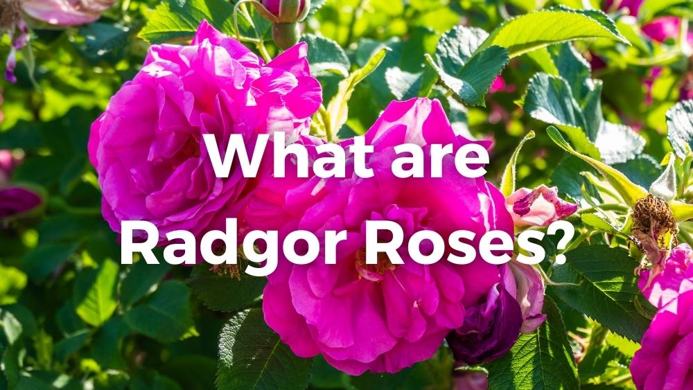 close-up shots of full bloom pink radgor roses