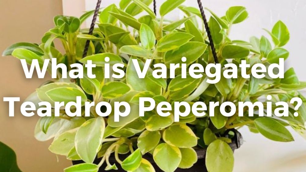 closeup shot of variegated teardrop peperomia leaves