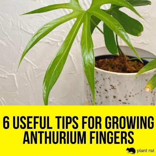 anthurium fingers in a white pot