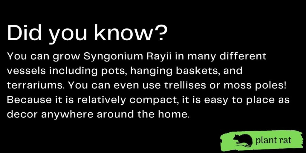 syngonium rayii mini trivia info