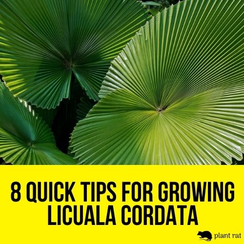 large leaves of licuala cordata close up