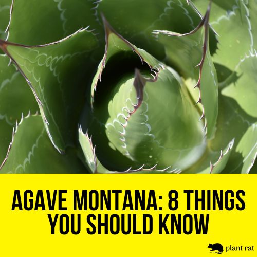 close up shot of agave montana
