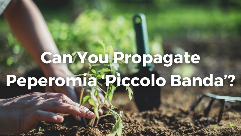 propagating a plant in soil