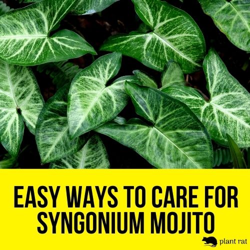 syngonium mojito leaves