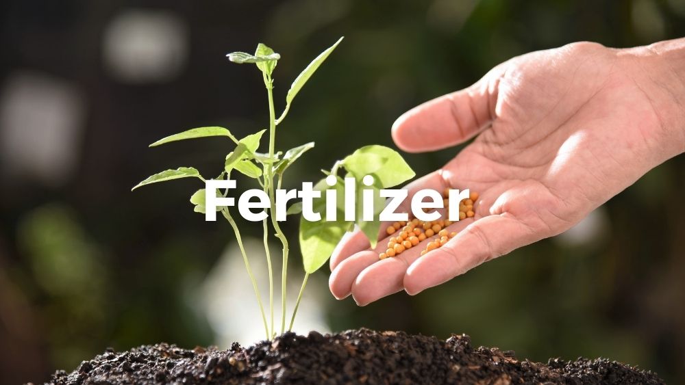 a hand with fertilizer about to put it on a young plant