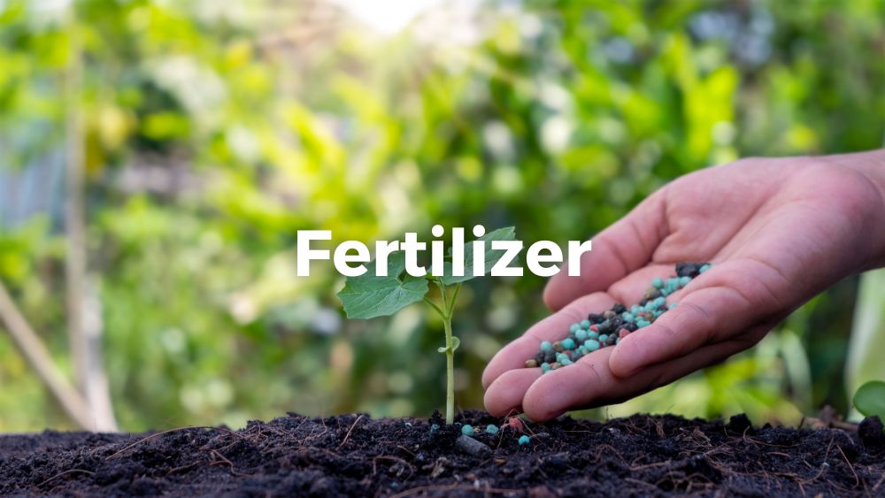 putting fertilizer on a small plant
