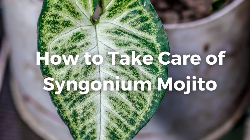 one syngonium mojito leaf in a pot