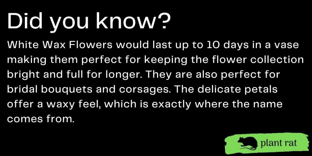 white wax flower mini trivia info