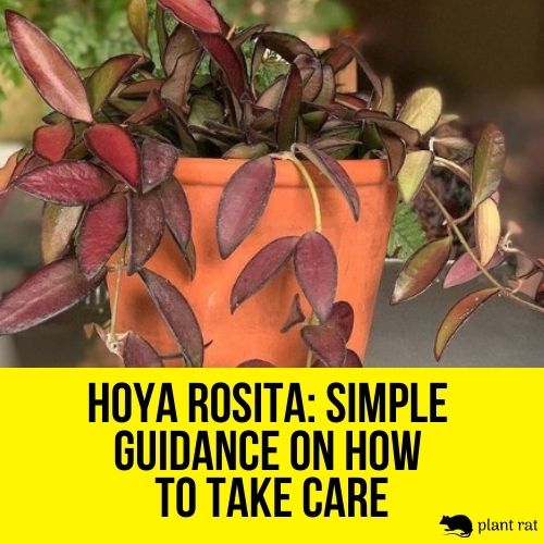 close up hoya rosita in a red pot