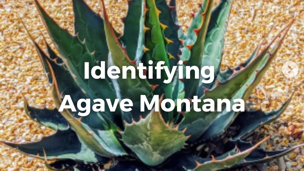 large agave montana on the ground