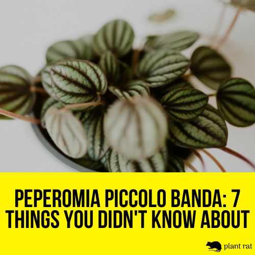 a pot of peperomia piccolo banda
