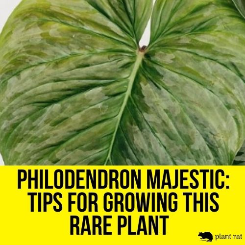 one big leaf of philodendron majestic