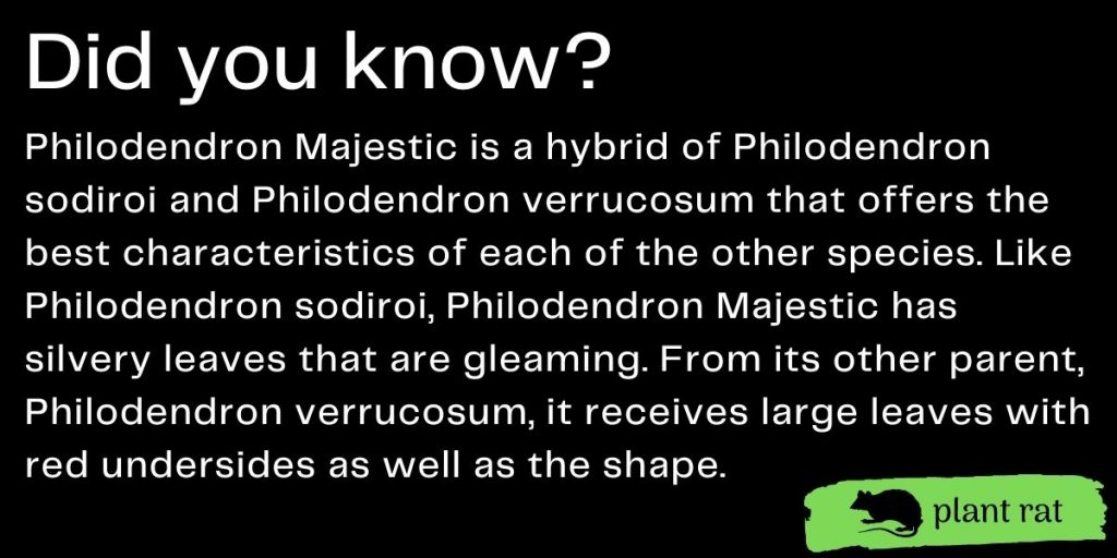 philodendron majestic mini trivia info