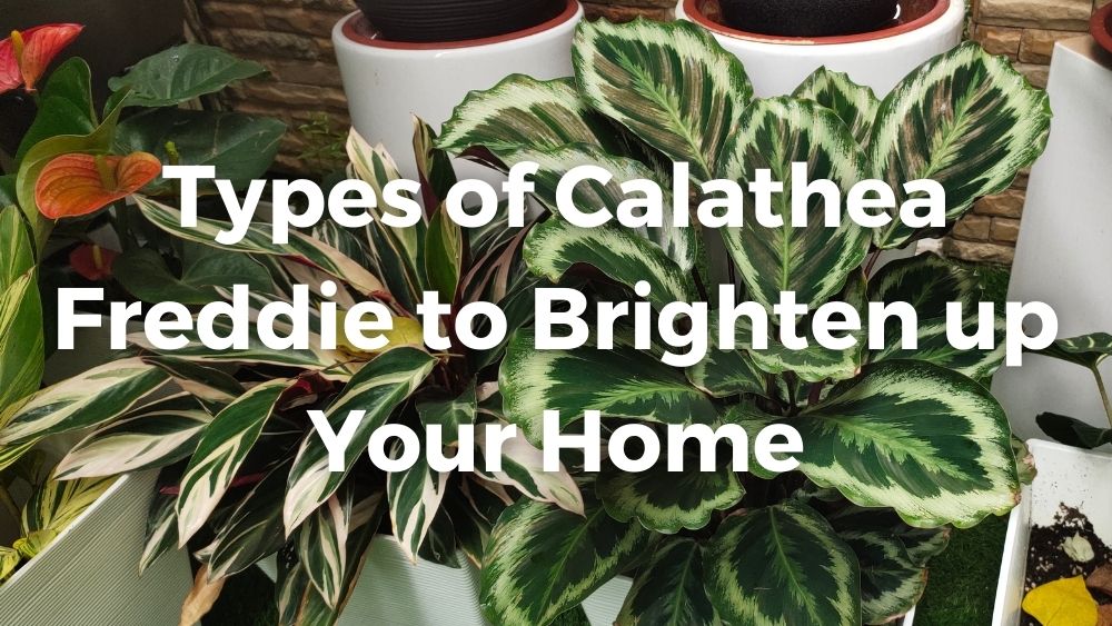 different types of calathea in a pot