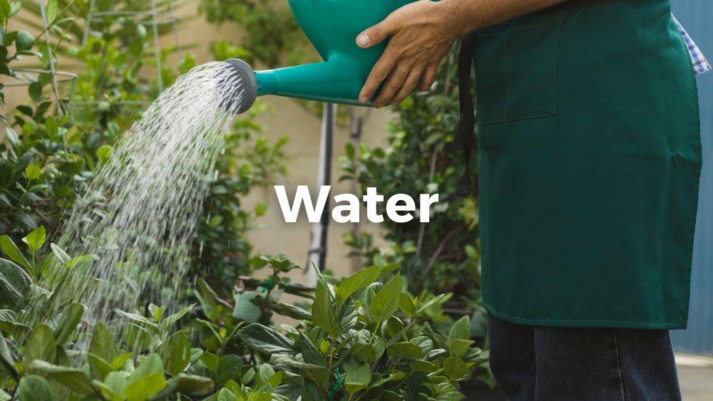 a man watering his plants
