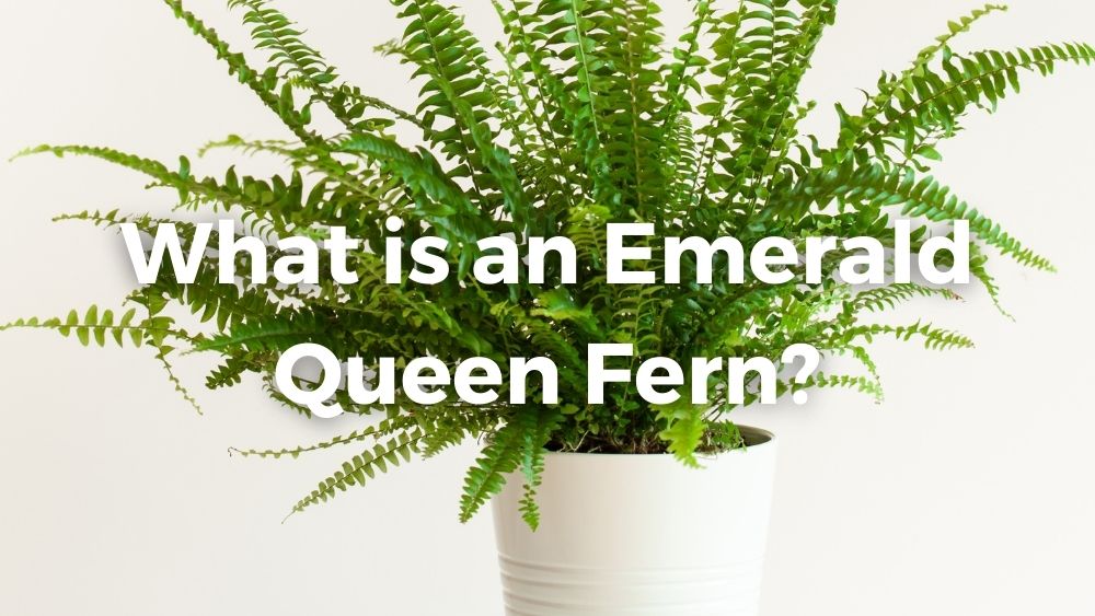 houseplant nephrolepis in white flowerpot