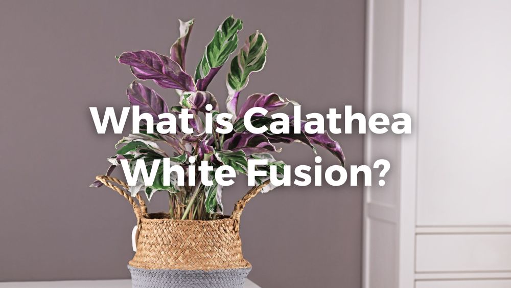 calathea white fusion in a brown and gray pot