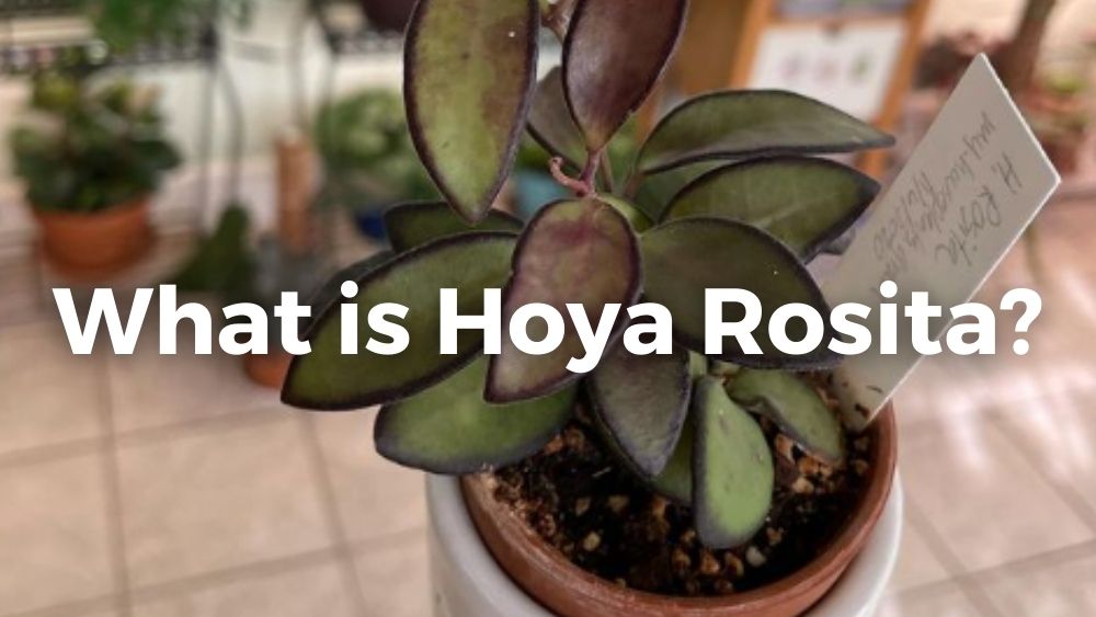 holding hoya rosita in a pot