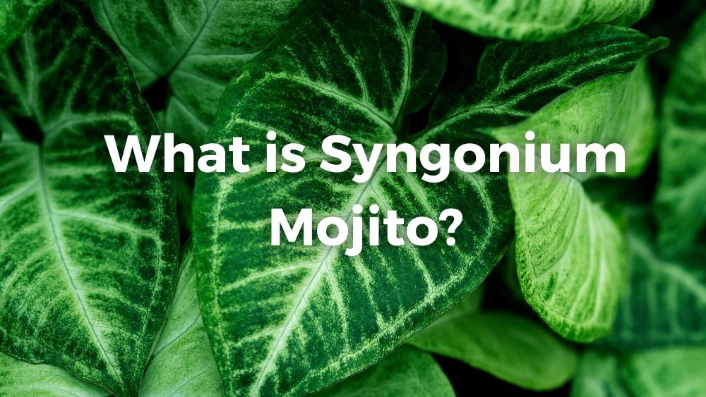 closeup shot of syngonium mojito leaves
