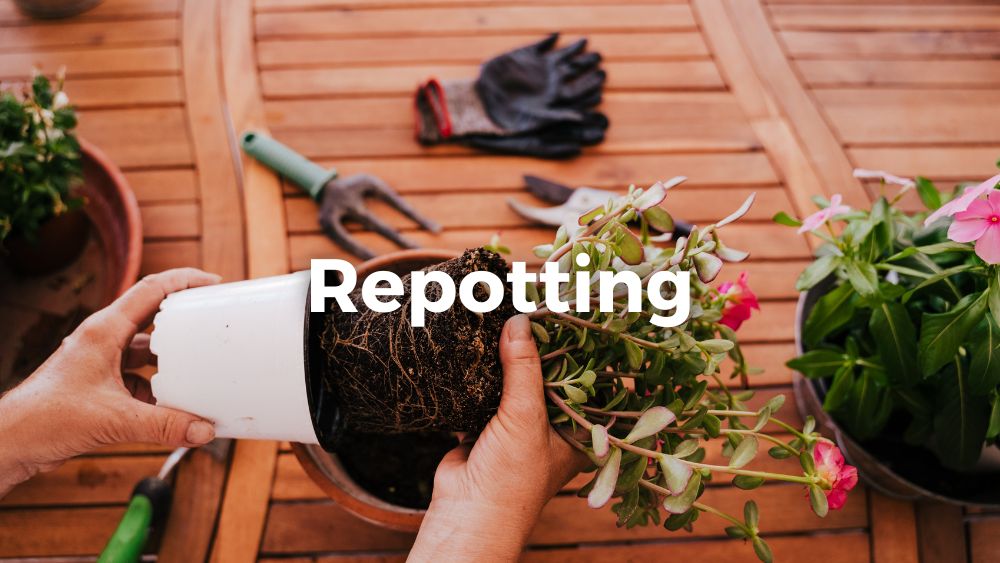 hands repotting plants
