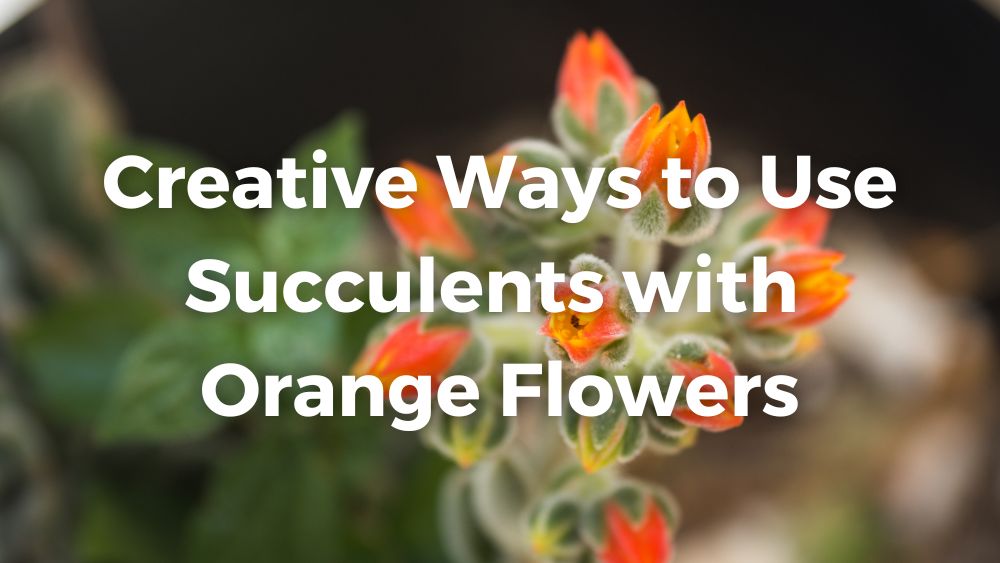 beautiful orange flower of succulent