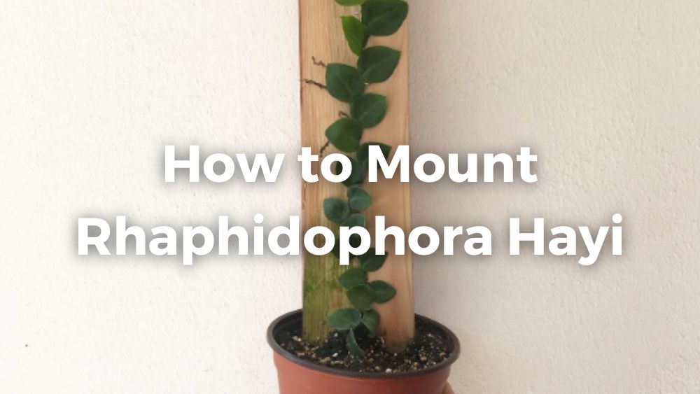 mounting a rhaphidophora hayi in a brown pot