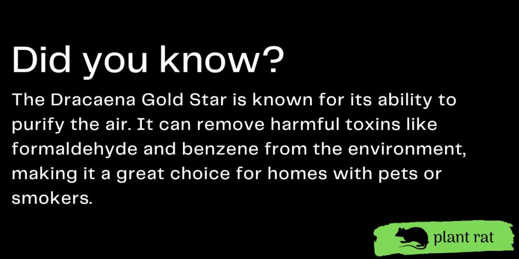 dracaena gold star mini trivia info