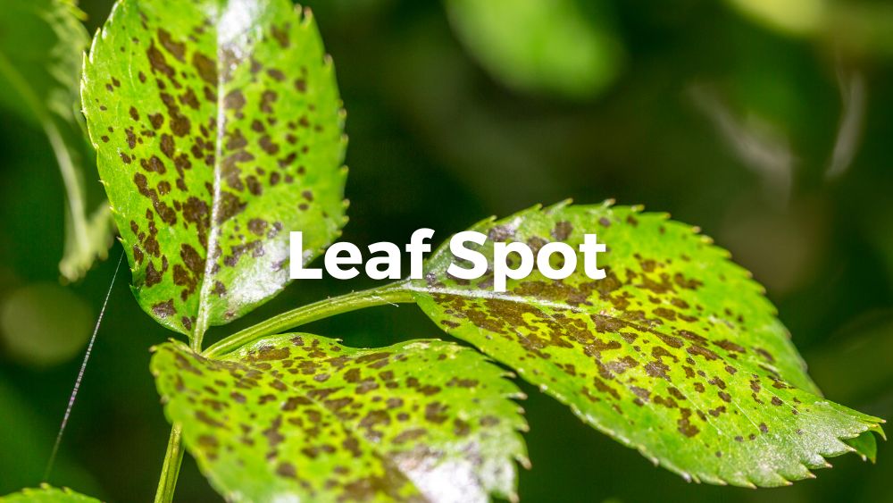 leaf spot close up