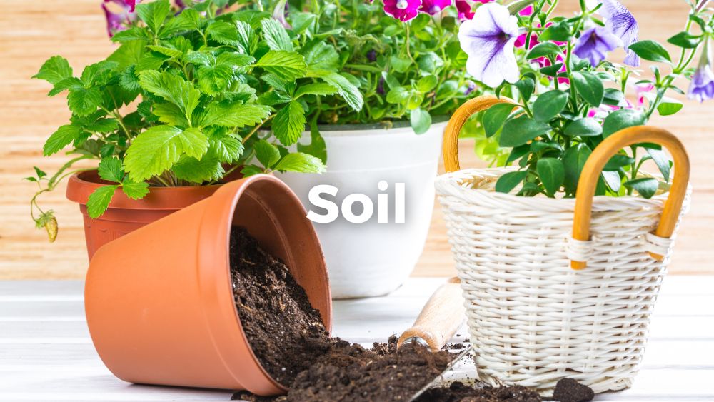 pot, soil, and flowers