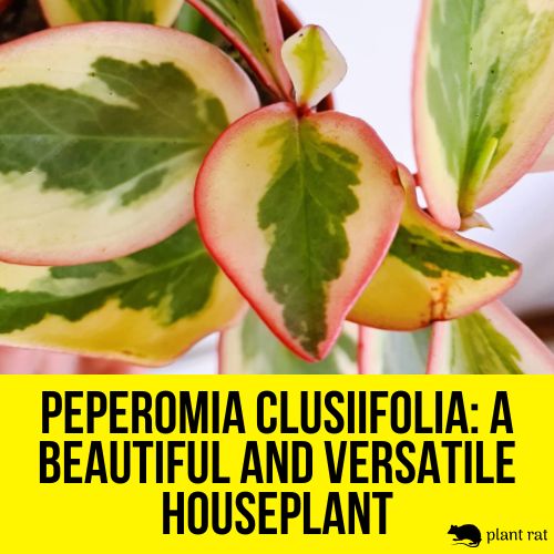 peperomia clusiifolia close up