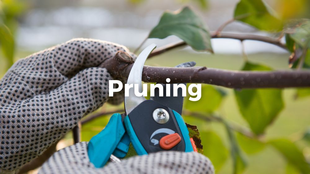 pruning fruit trees