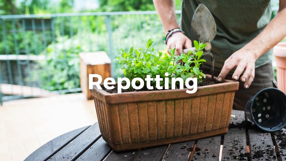 man repotting plants