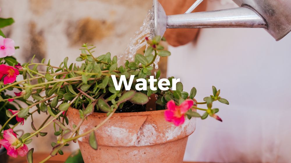 watering plants in a brown pot