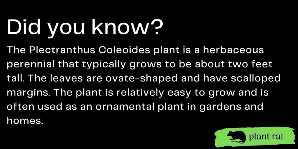 plectranthus coleoides mini trivia info
