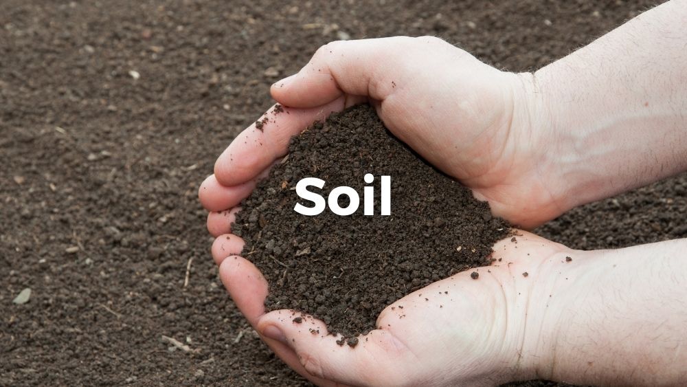 soil in a male hands