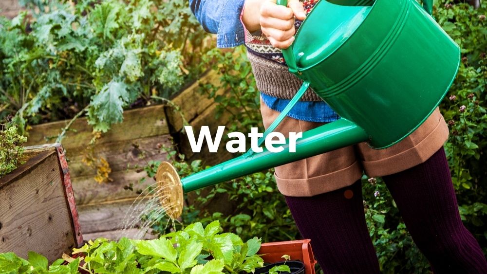 female gardener watering the plants