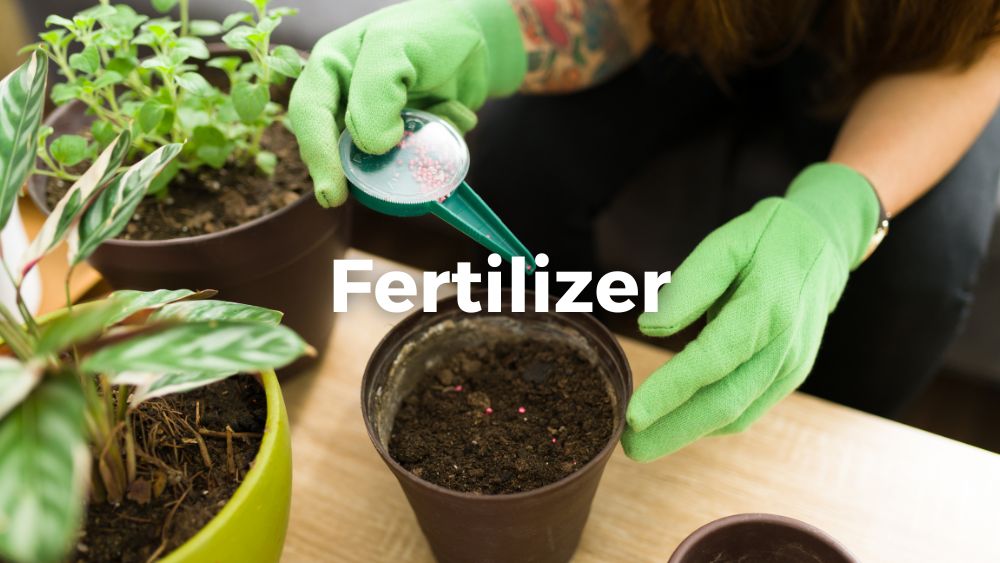 adult woman using fertilizer on her houseplant