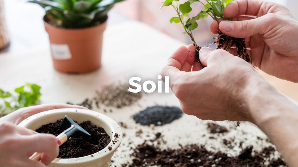 apartment gardening houseplant potting soil tools