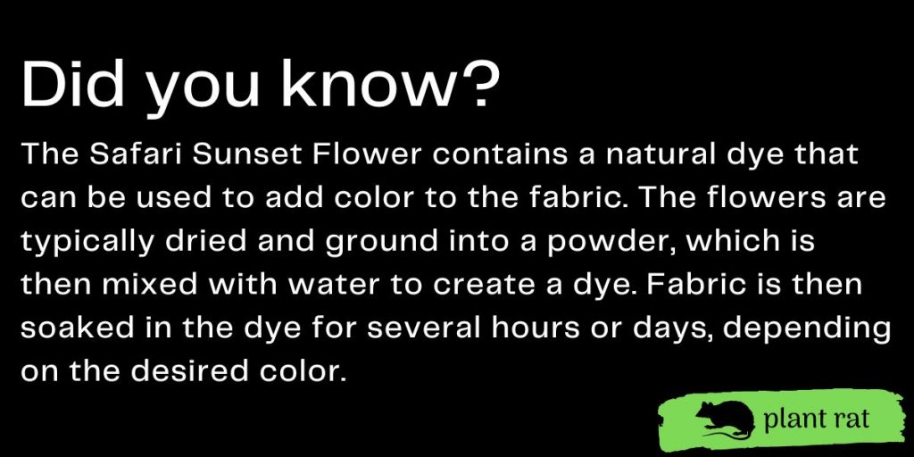 safari sunset flower mini trivia info