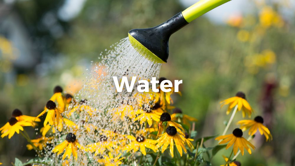 watering the yellow flowers with watering can
