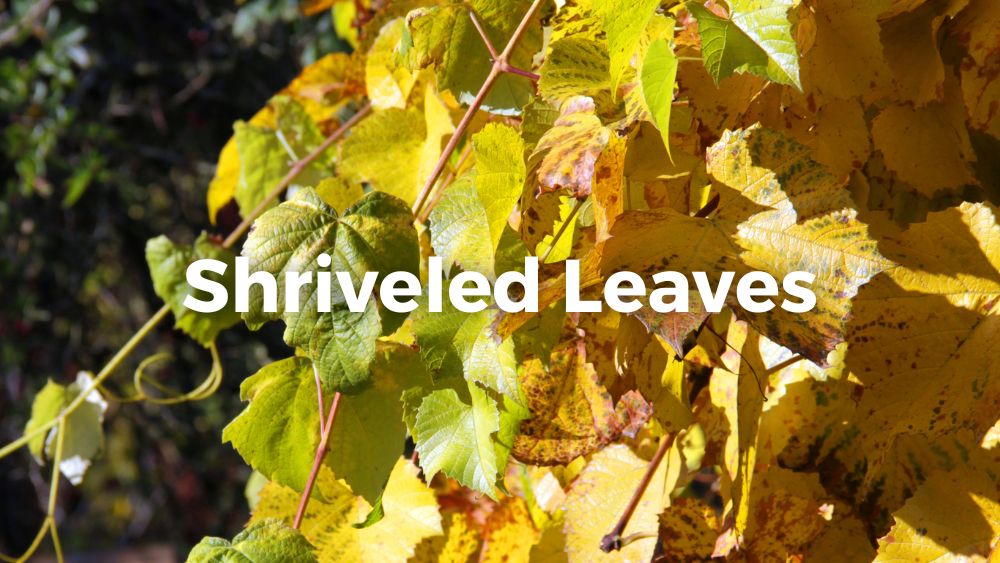 shriveling leaves in autumn