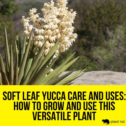 soft leaf yucca care uses featured