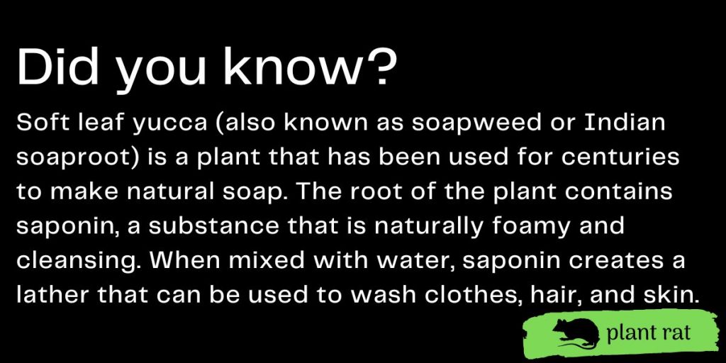 soft leaf yucca mini trivia info