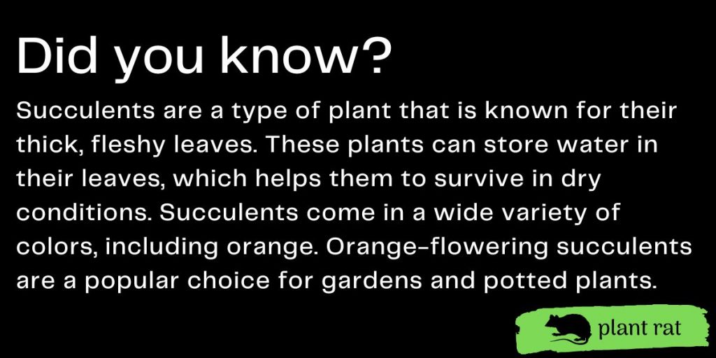 succulents with orange flowers mini trivia info