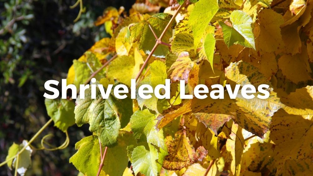 shriveling leaves